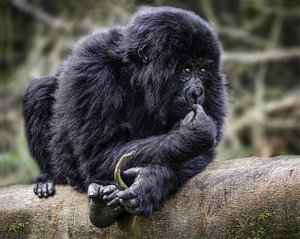 Rawanda Gorillas